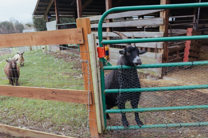 Farm life
